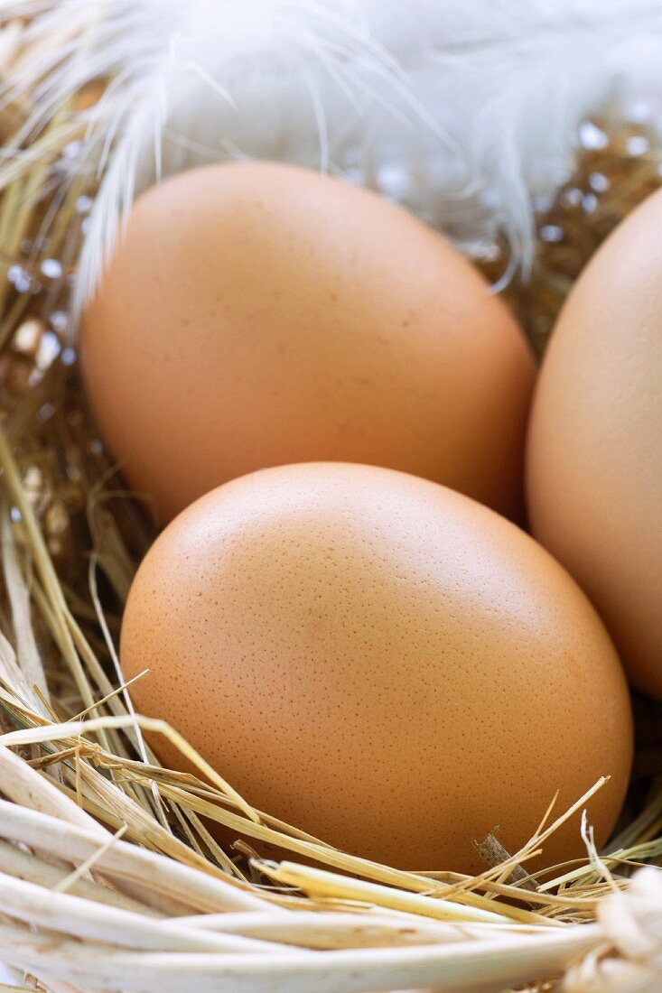 Braune Eier im Nest mit Feder