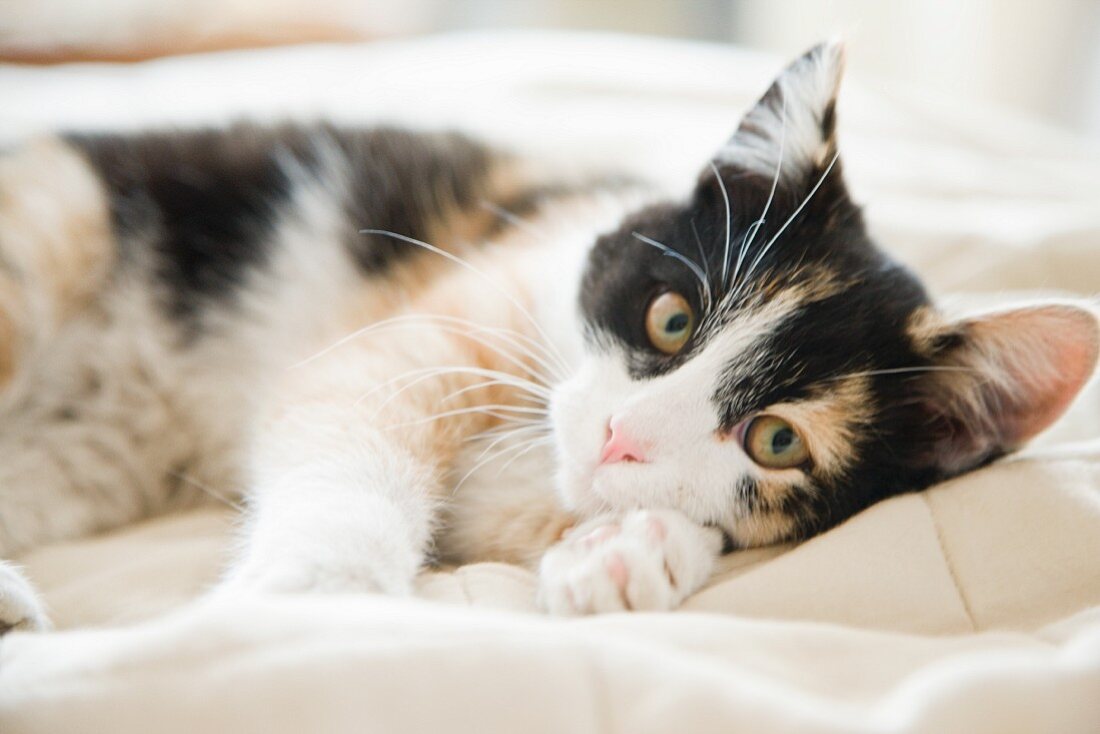 Katze liegt auf dem Bett