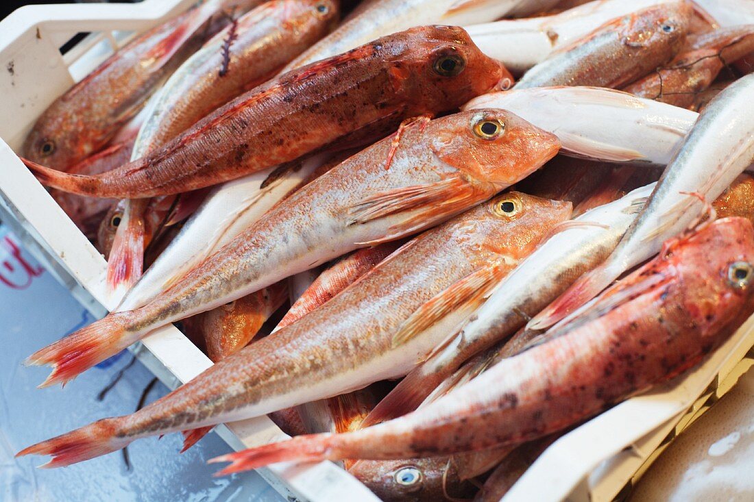 Fresh Caught Red Gurnard at a Market in Siracusa, Sicily