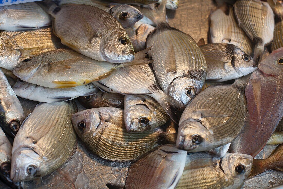 Fresh Pompano Fish at Ortigia Market in Siracusa Sicily