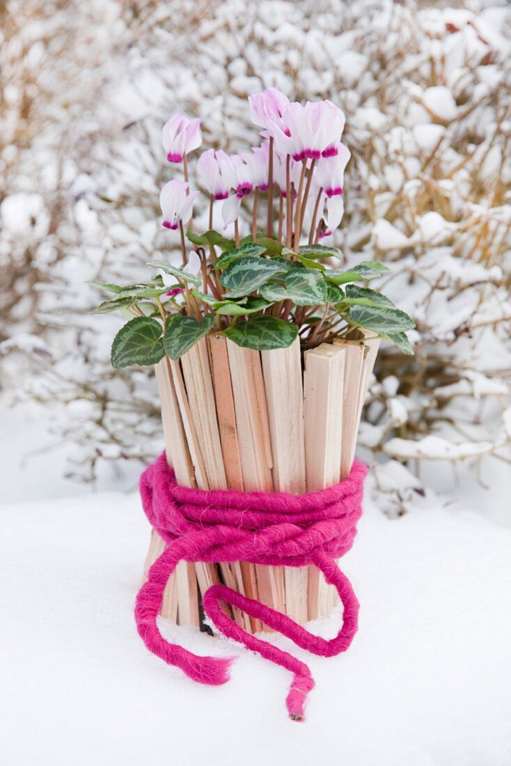 Alpenveilchen mit Filzband und kleinen Holzscheiten als Topf im Schnee