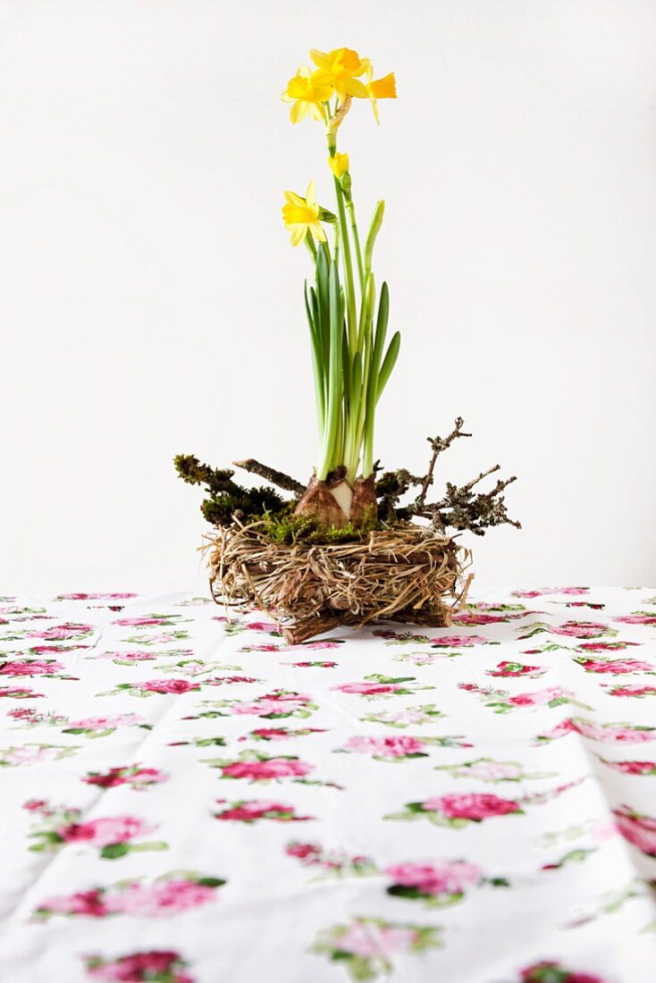 Narzissen in der Zwiebel in Nest mit Holunderzweigen auf Blumentischdecke