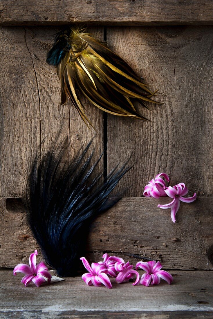 Old hat feathers and plucked, single hyacinth florets against old wood