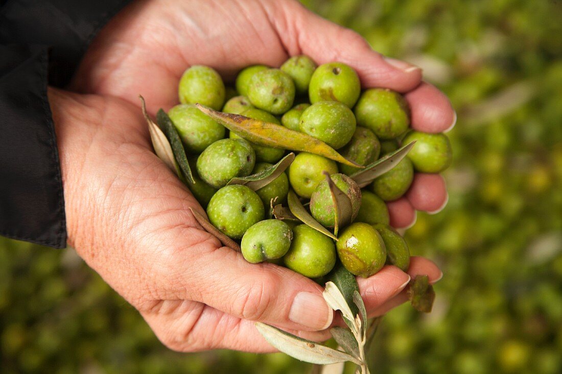 Hands Holding Fresh Picked Green Olives; Outdoors