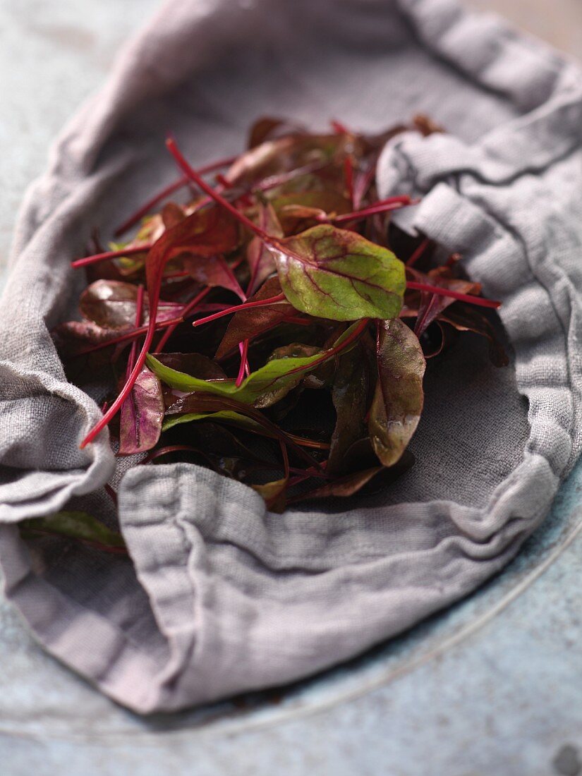 Frische Rote-Bete-Blätter auf Geschirrhandtuch liegend
