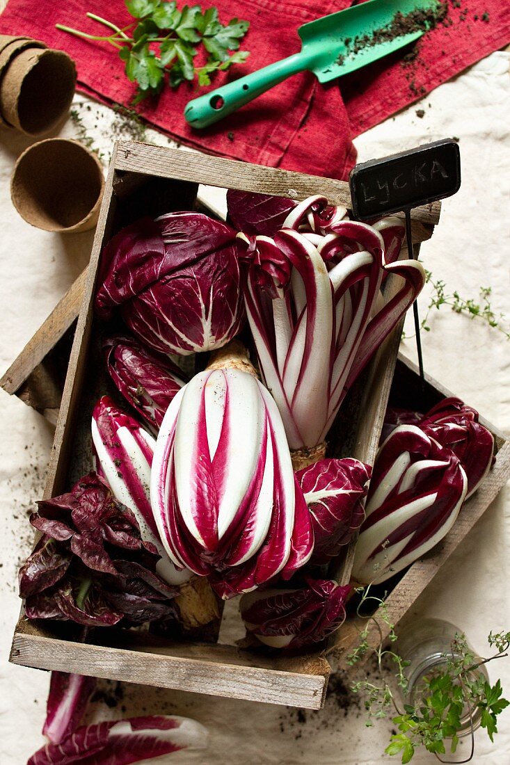 Assorted types of radicchio in a wooden box