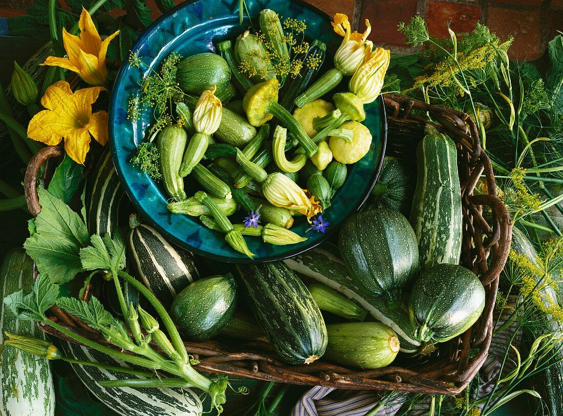 Stillleben mit Zucchini, Zucchiniblüten und Sommerkürbissen im Korb