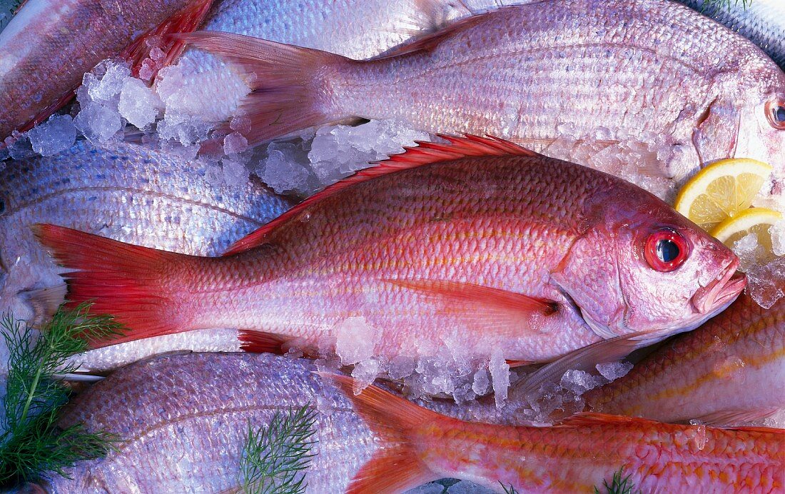 Several red snapper on ice