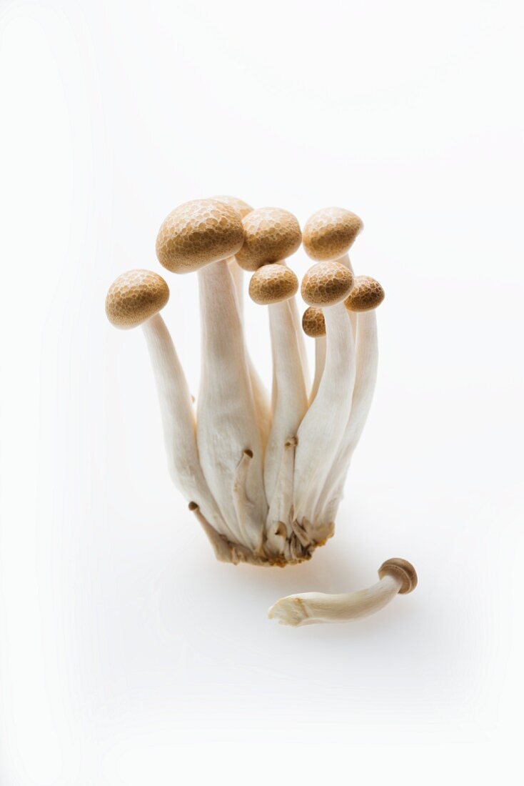Shimeji-Pilze auf weißem Untergrund