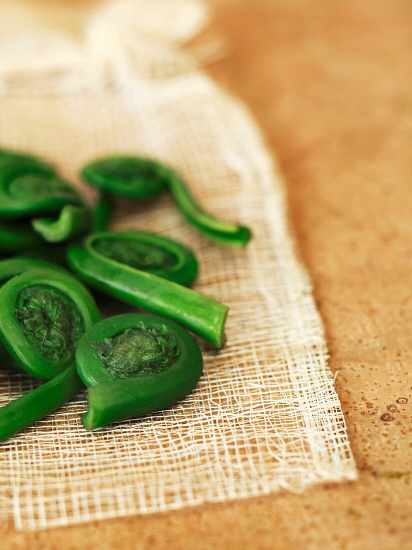 Fresh Spring Fiddleheads