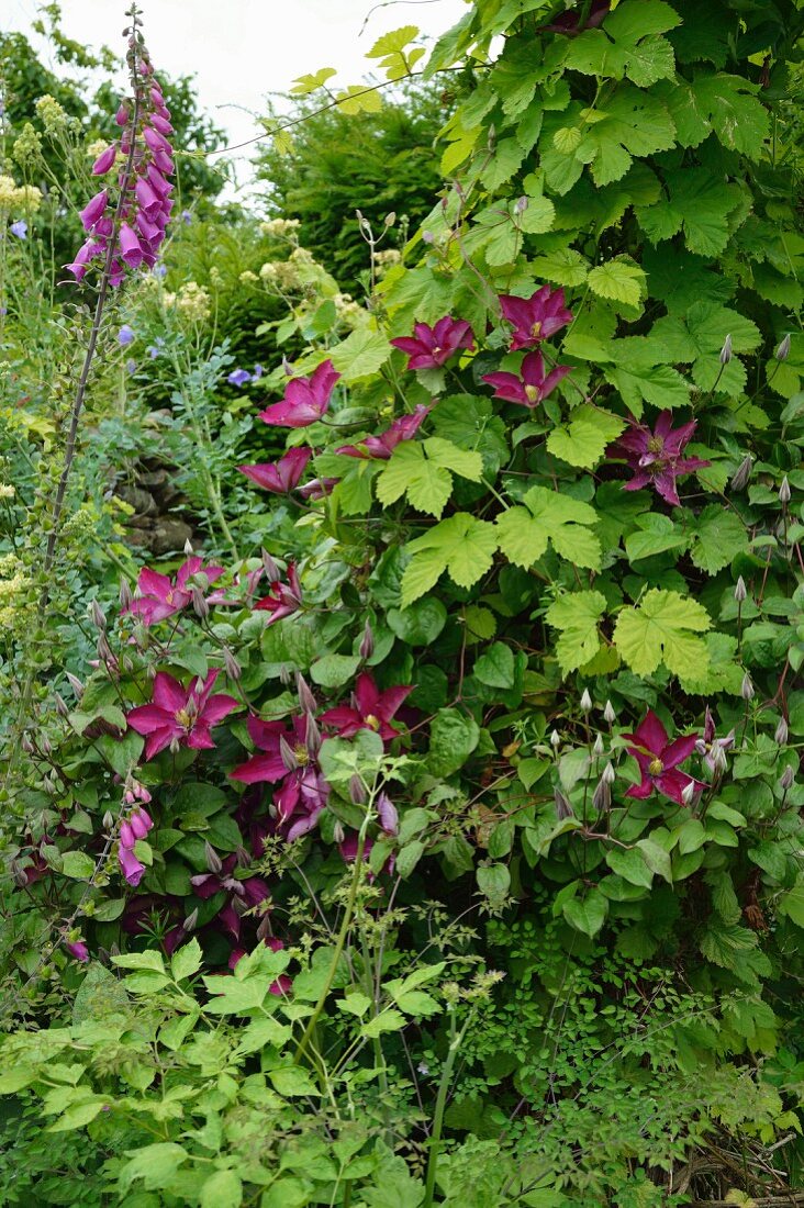 Wildwachsende Clematis und Fingerhut