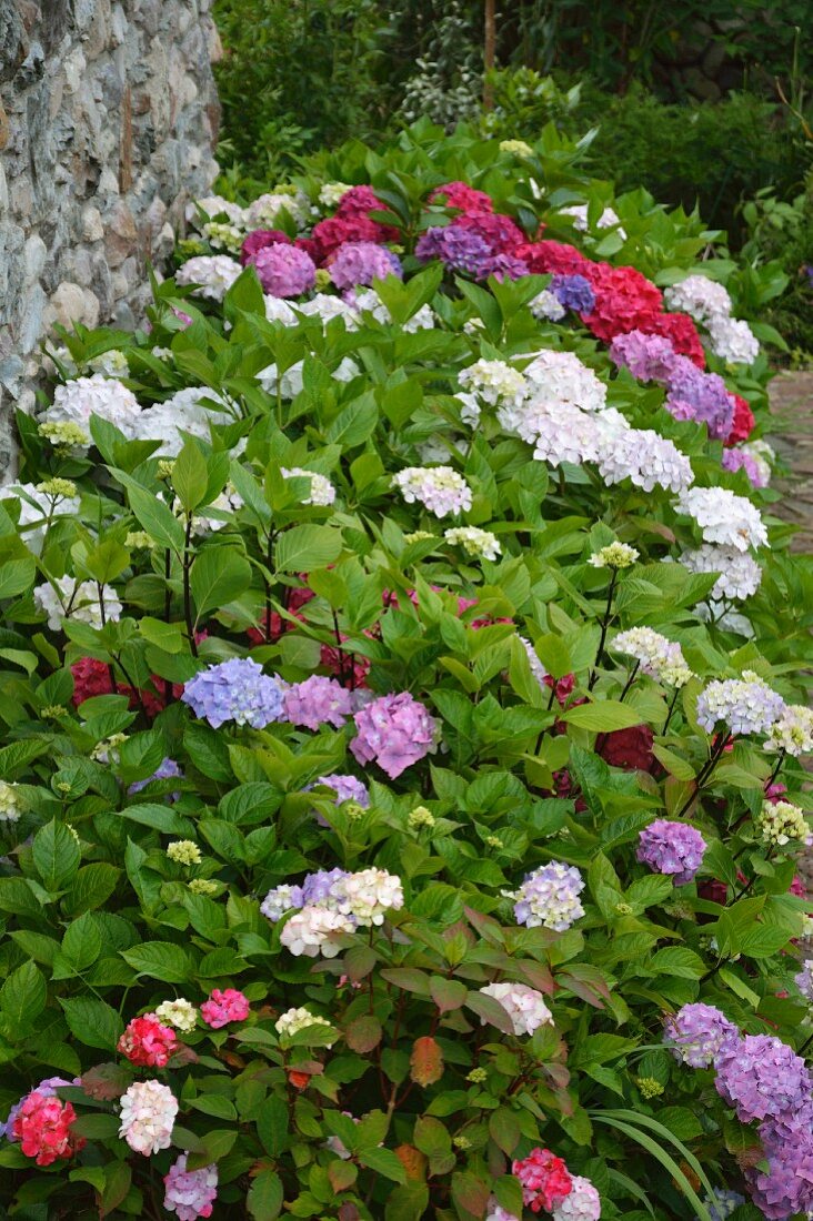 Verschiedenfarbig blühende Hortensien in rustikalem Garten