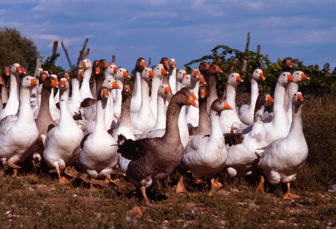 A gaggle of geese