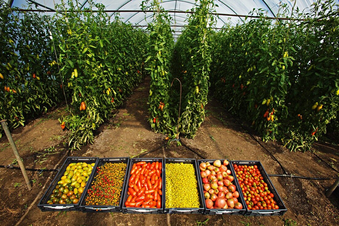 Glashaus mit Bio-Tomatenraritäten