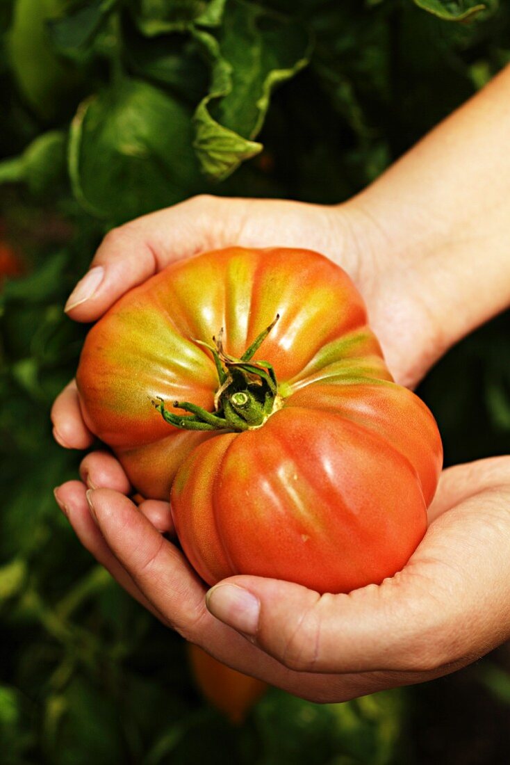 Hände halten eine Ochsenherztomate