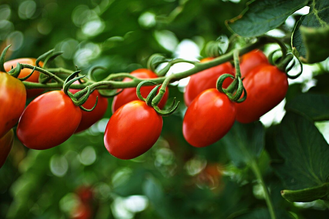 Reife Bio-Tomaten am Strauch hängend
