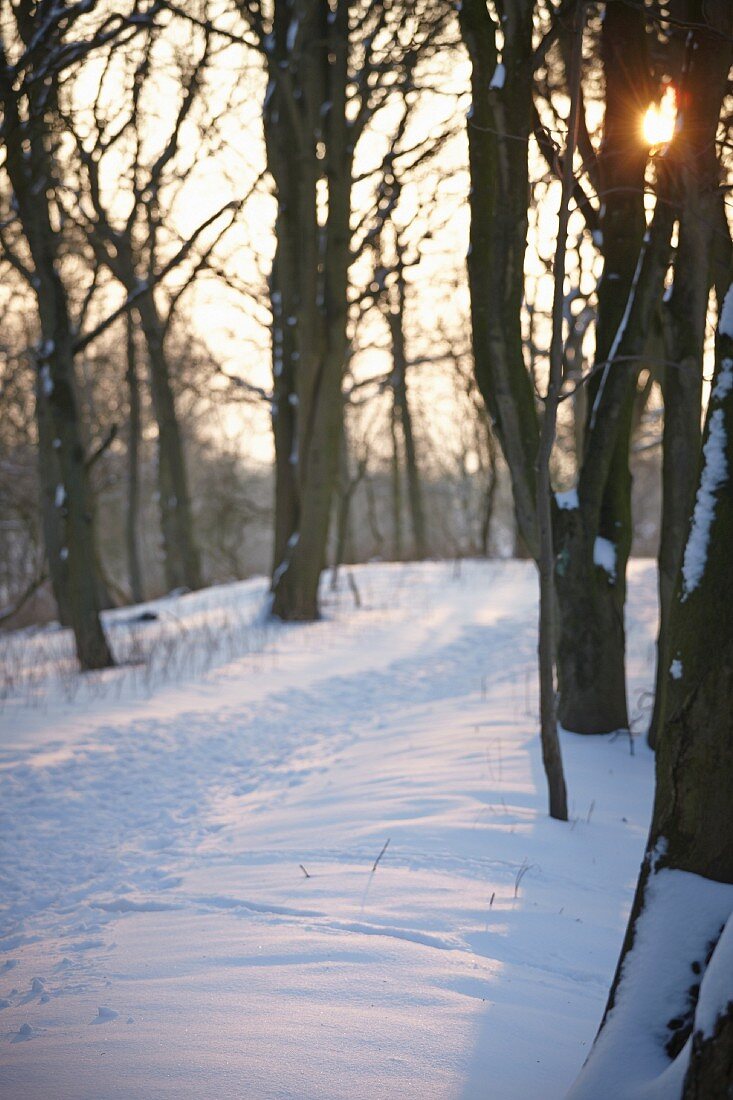 Snowy woodland path