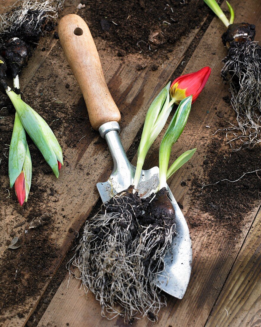 Tulpe Brilliant Star mit Blumenzwiebel auf einer Schaufel