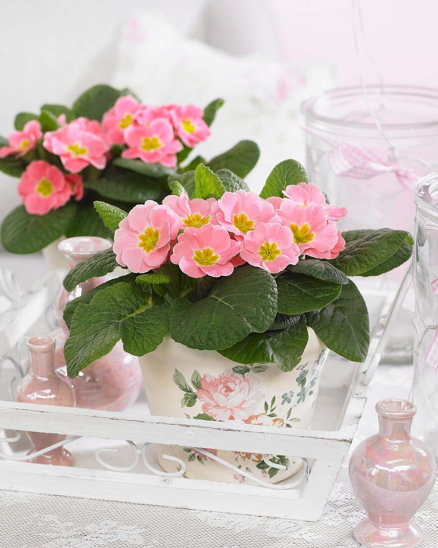 Pink primulas in romantic planters