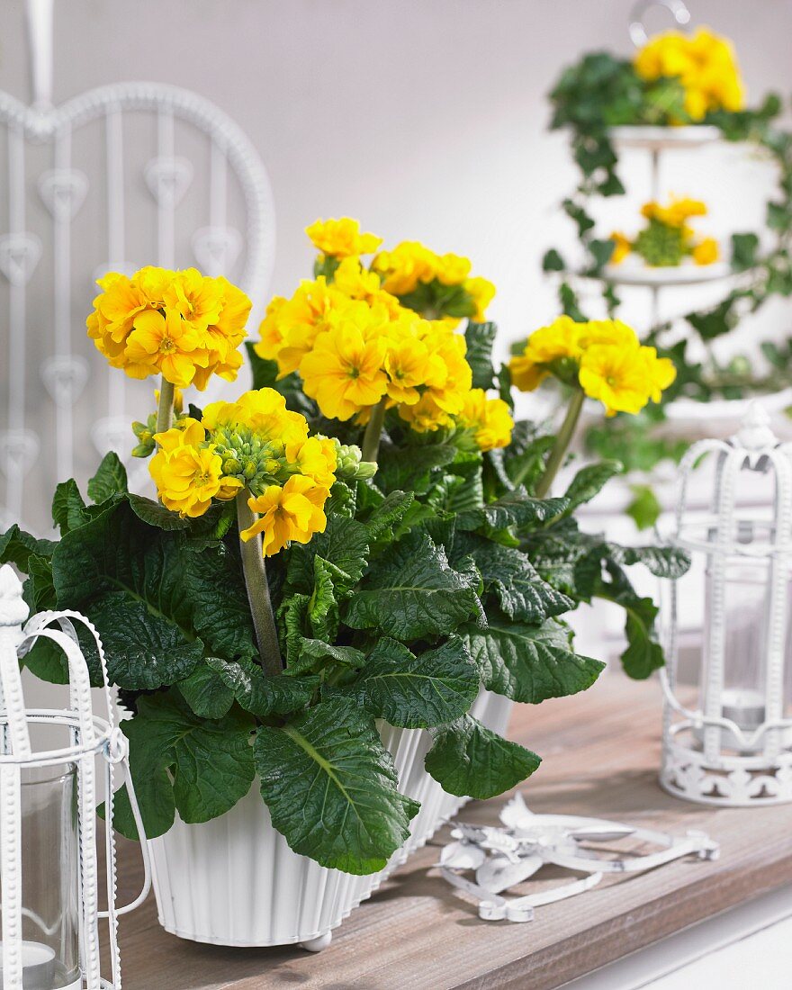 Pot of yellow primulas