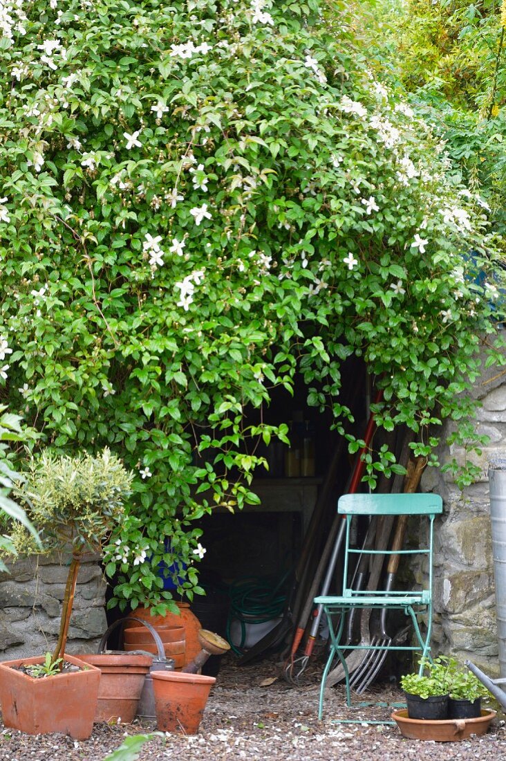 Üppig rankende Clematis (Clematis montana Wilsonii) über dem Eingang zu einem Geräteraum mit Natursteinmauern