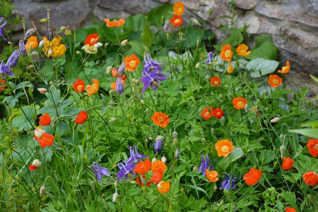 Zartes Blumenbeet mit Scheinmohn (Meconopsis) und Akelei (Aquilegia) vor einer Natursteinmauer