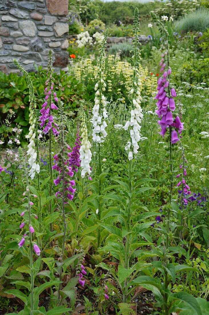 Weiß und blau blühender Fingerhut (Digitalis) vor Natursteinmauer in Cottagegarten