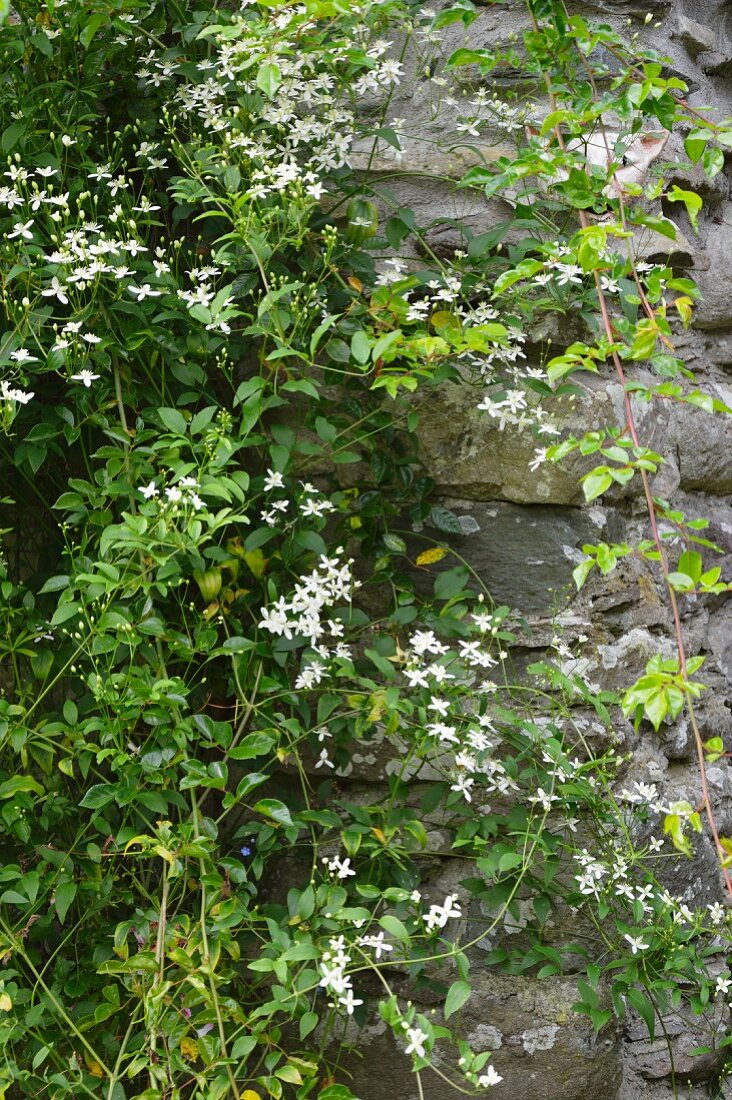 Wilde Clematis vor Natursteinmauer