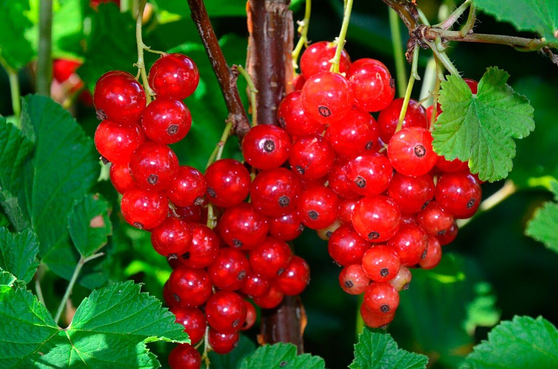 Redcurrants on a bush