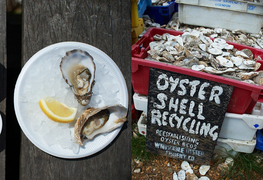 Dual image: fresh oysters on a plate; oyster shells for recycling in a crate