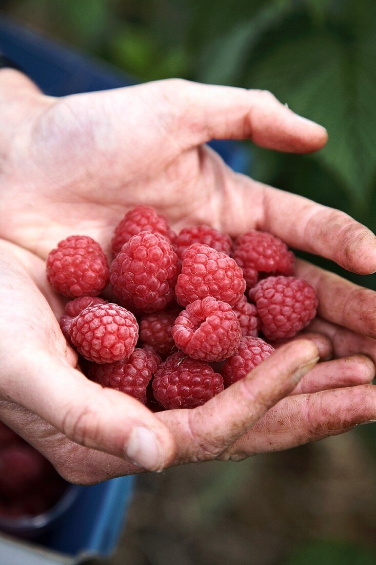 A woman holding freshly picked raspberries in her hands