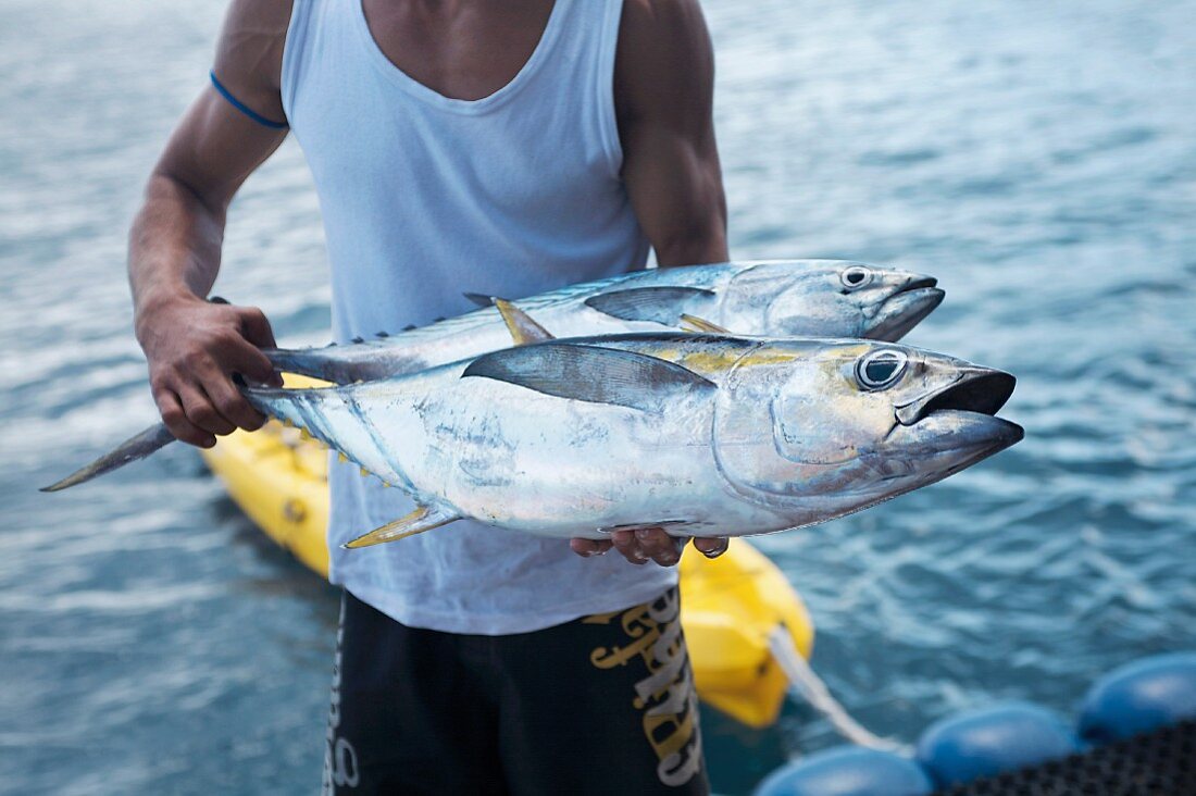 Mann hält zwei frisch gefangene Großaugen-Thunfische