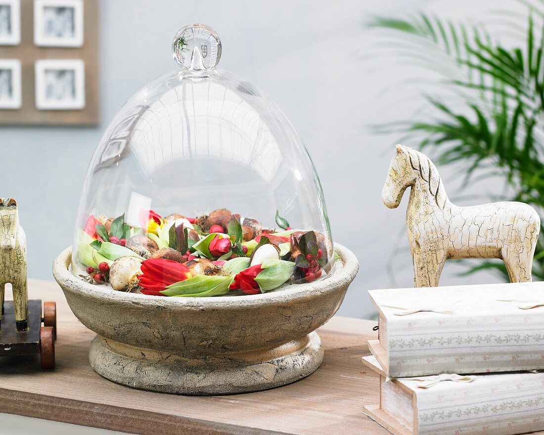 Tulips and tulip bulbs in stone bowl under glass cloche