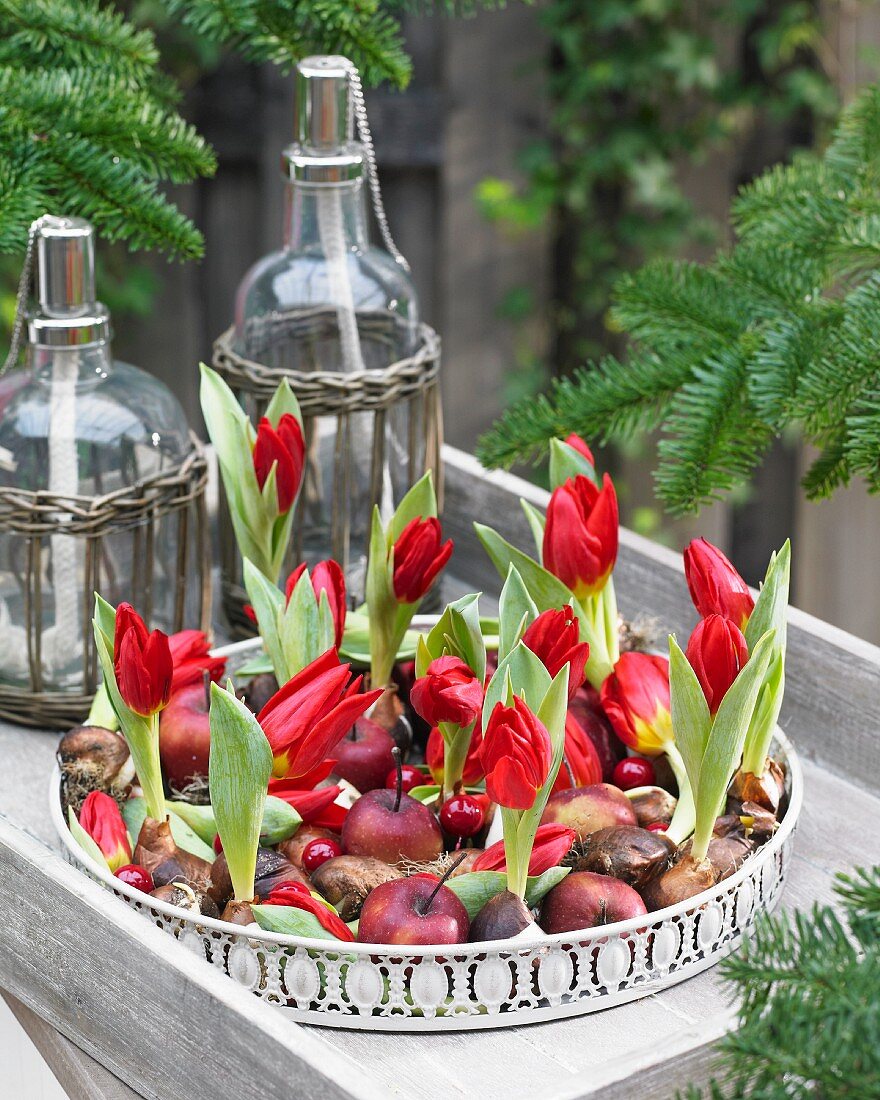 White tray of red tulips and red apples