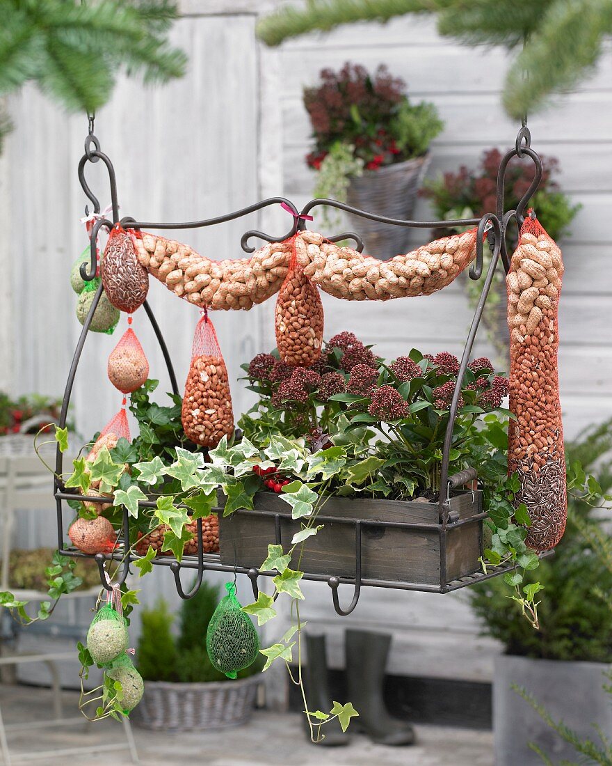 Bird food attractively draped on suspended trough of plants