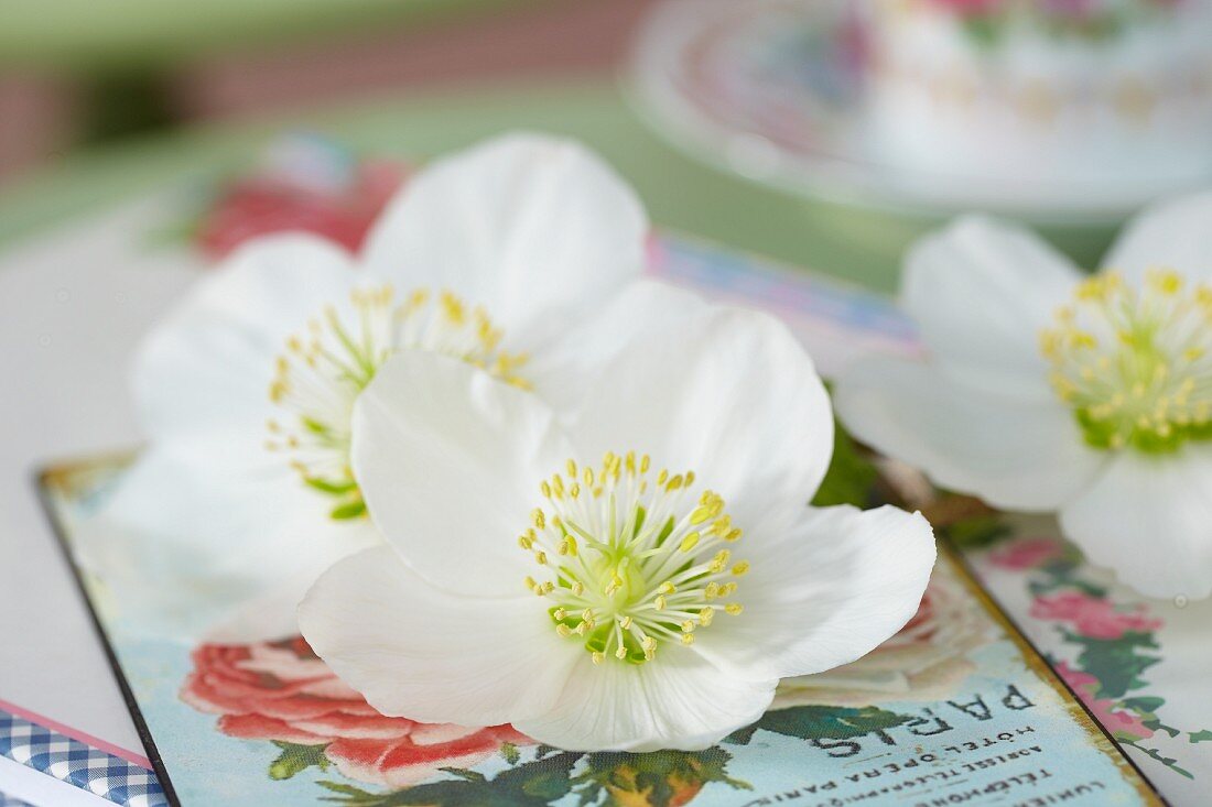 White hellebore flowers on nostalgic postcard