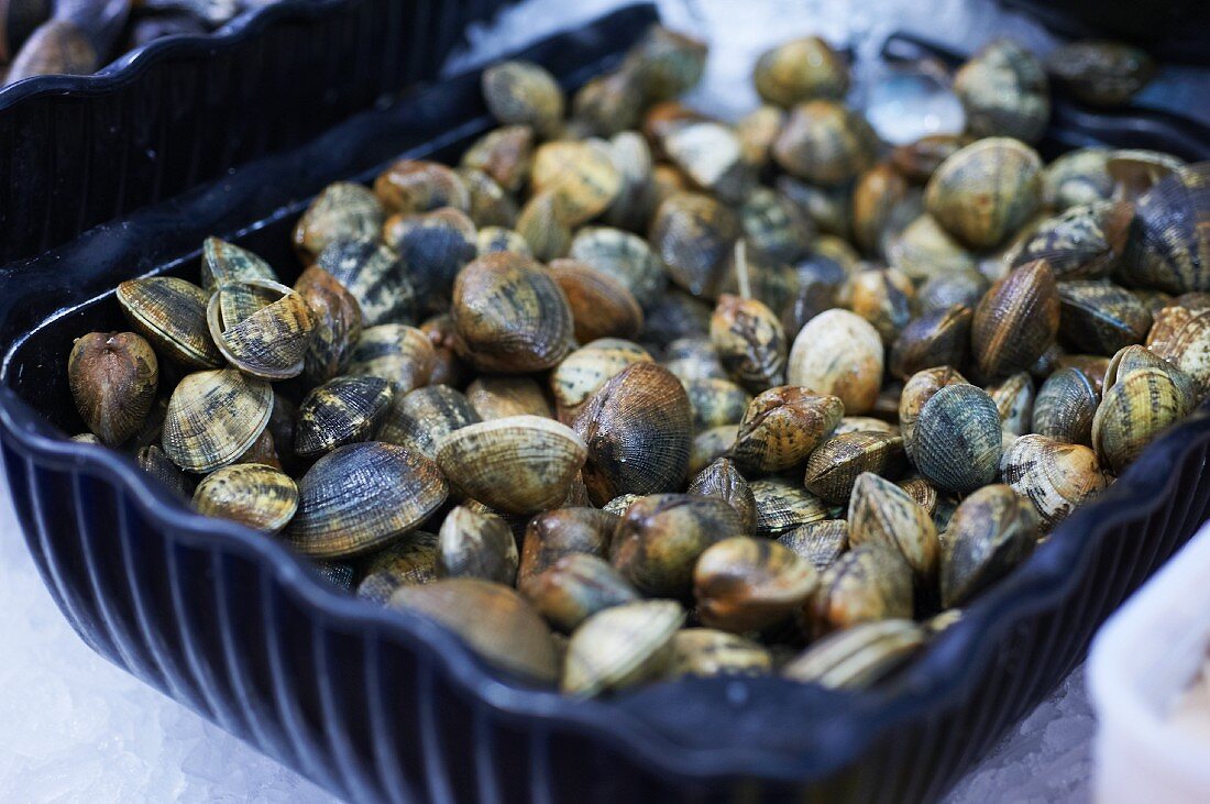 Lots of fresh clams in a container