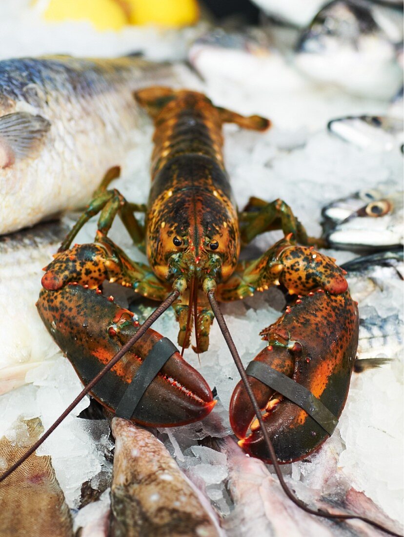 A fresh lobster and saltwater fish