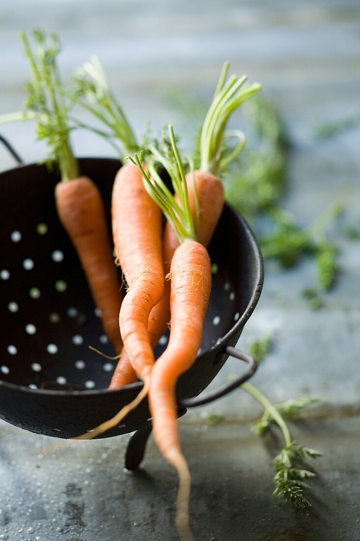 Fresh carrots in a colander