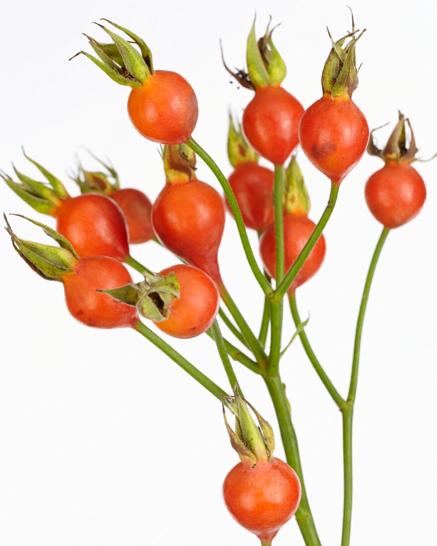 Rosehips on the stem against a white background