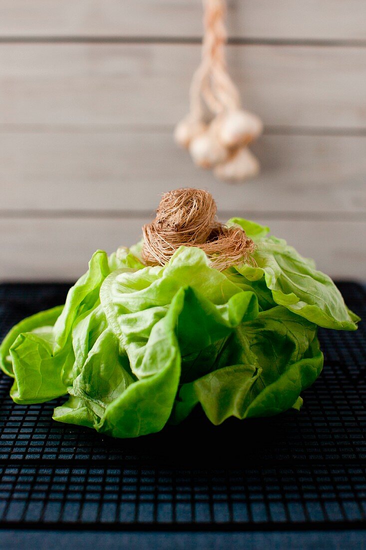 Ein frischer Kopfsalat mit Wurzeln