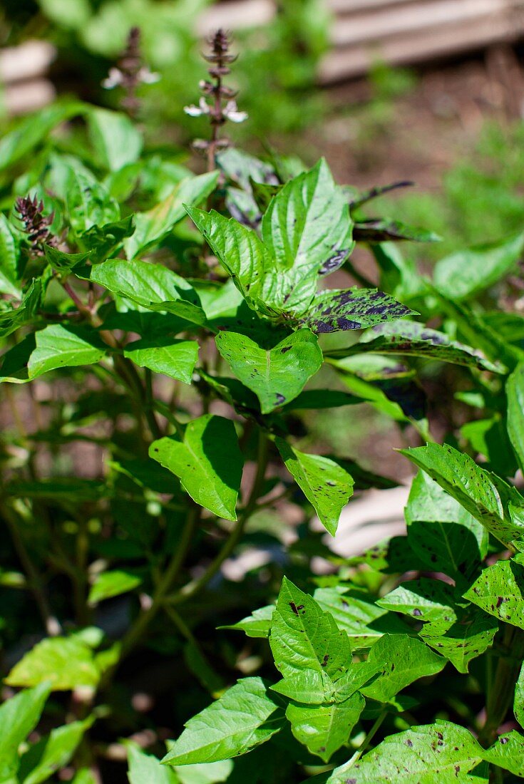 Basil Plants in a Garden; Sunny