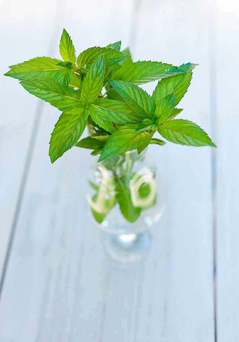 Fresh Mint Sprigs in a Glass of Water