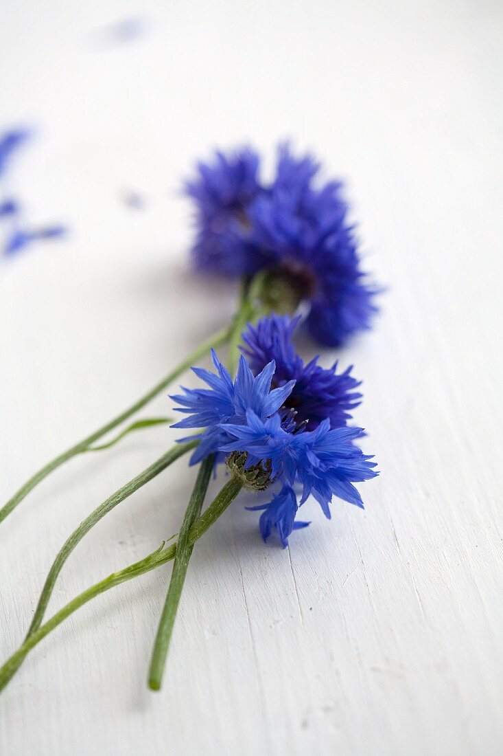 Frische Kornblumen auf weisser Holzplatte