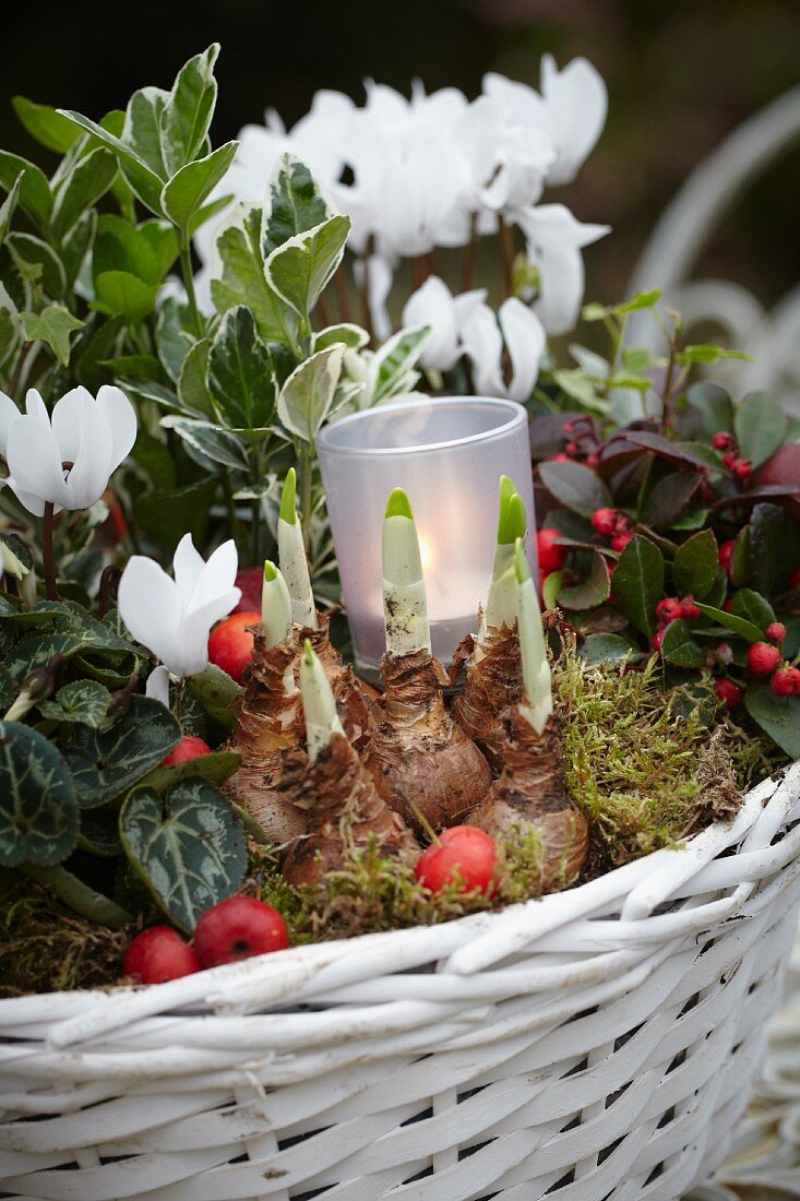 Herbstliches Gesteck mit Cyclamen, Narzissenzwiebeln, Euonymus, Scheinbeeren und Windlicht in weißem Korb auf Metalltisch im Garten (Close Up)