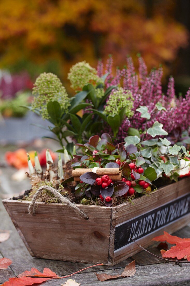 Autumn arrangement in trough on wooden garden table with ivy, wintergreen, skimmia and narcissus bulbs