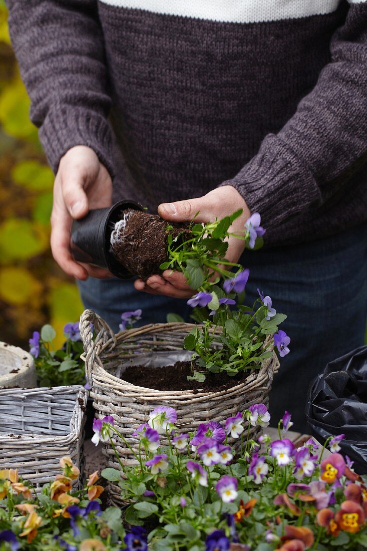 Planting violas in a basket for an autumn display