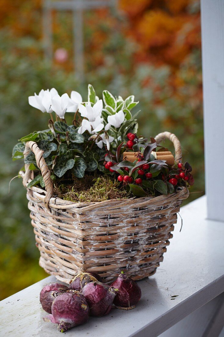 Autumnal wicker planter of wintergreen, cinnamon sticks and cyclamen next to narcissus bulbs on terrace