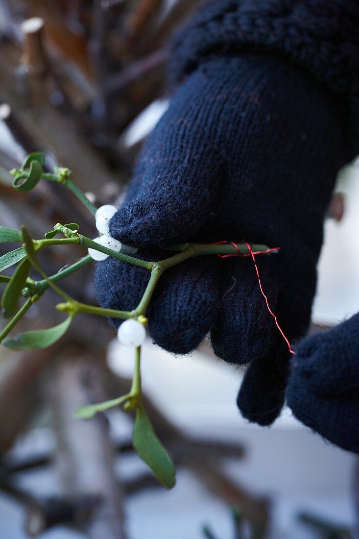 Making Christmas decoration from mistletoe