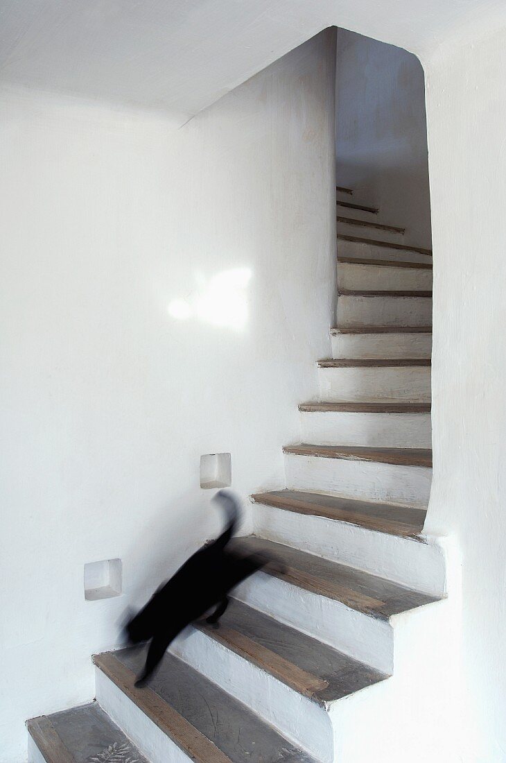 Cat running down masonry winding staircase in country house